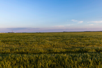 Fototapeta na wymiar green grass in a field in the summer, a field with