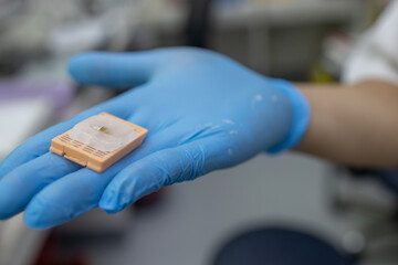 Scientist wearing blue gloves Biopsy blocks are being prepared for processing in the laboratory.