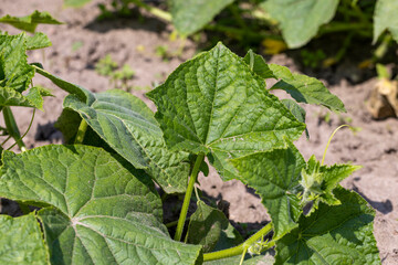 green cucumbers on a flying field