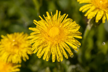 a field where a large number of yellow dandelions grow