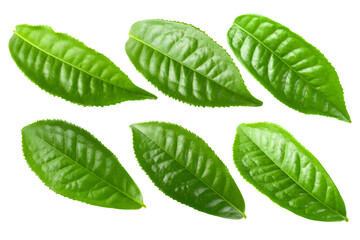 Green tea leaf isolated over alpha background