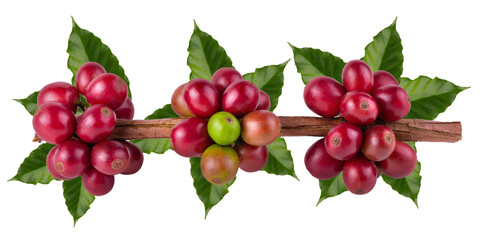 Fresh Arabica Coffee beans ripening isolated on alpha background