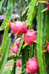 pitahaya plantation dragon fruit in thailand in the summer, dragon fruit on the dragon fruit tree...