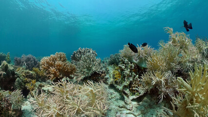 Fototapeta na wymiar Tropical coral reef and fishes underwater. Hard and soft corals. Underwater video. Philippines.