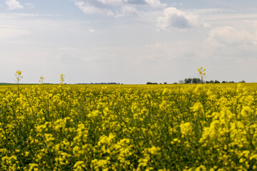 Yellow-flowering rapeseed in the summer