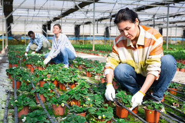 Confident Asian female owner of hothouse engaged in cultivation of organic strawberry, arranging bushes planted in pots