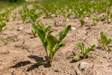 Sugar beet in an agricultural field in the summer