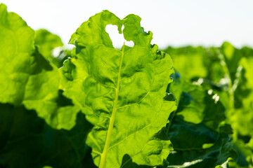 The green foliage of sweet sugar beet