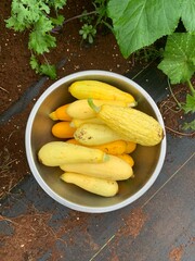 fried potatoes with dill