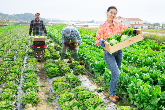 Positive asian woman plantation worker holding wooden crate full of lettuce and smiling.