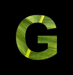 Alphabet Letter G - Banana plant leaf background