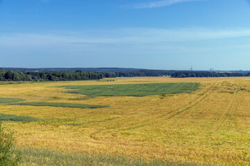 Naklejka premium Wheat field with unripe wheat swaying in the wind