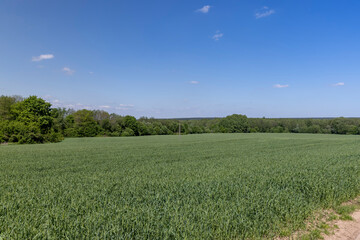 An agricultural field where green cereals grow