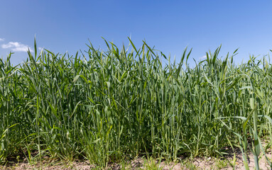 An agricultural field where green cereals grow