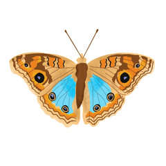 Obraz premium butterfly illustration