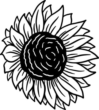 Sun Flower isolated Decorative Beautiful Hand Drawn illustration
