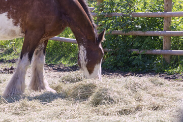 A Horse at a Farm