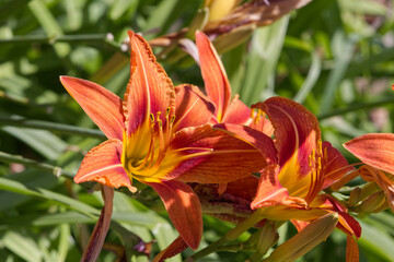 An Orange Lily in a Garden
