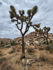 tree in the desert