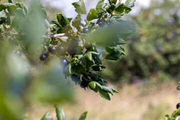 Green foliage on gooseberry bushes in the garden