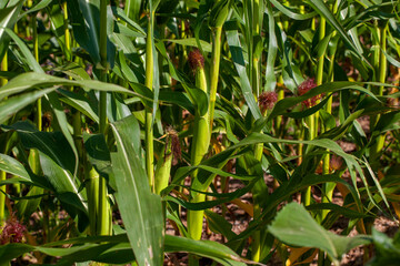 Fototapeta premium an agricultural field where unripe green corn grows