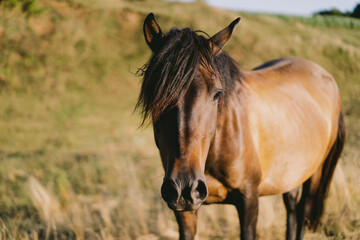 Obraz premium Beautiful horse running and standing in tall grass. Portrait of a horse