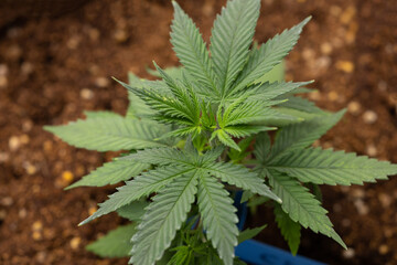 Growing cannabis banner background. Close up Marijuana green leaves indoor cultivation. Indoor greenhouse.