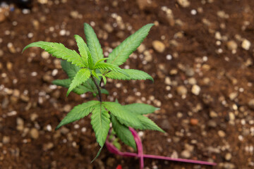 Growing cannabis banner background. Close up Marijuana green leaves indoor cultivation. Indoor greenhouse.