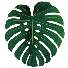 Monstera leaves watercolor