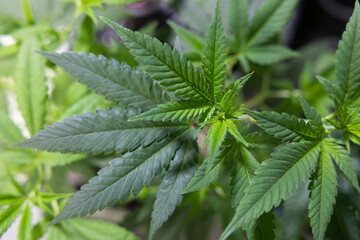 Growing cannabis banner background. Close up Marijuana green leaves indoor cultivation. Indoor greenhouse.