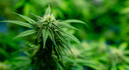 Growing cannabis banner background. Close up Marijuana green leaves with white yellow and brown stigmas trichomes indoor cultivation. Indoor greenhouse.