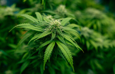 Growing cannabis banner background. Close up Marijuana green leaves with white yellow and brown stigmas trichomes indoor cultivation. Indoor greenhouse.