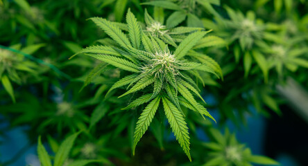 Growing cannabis banner background. Close up Marijuana green leaves with white yellow and brown stigmas trichomes indoor cultivation. Indoor greenhouse.