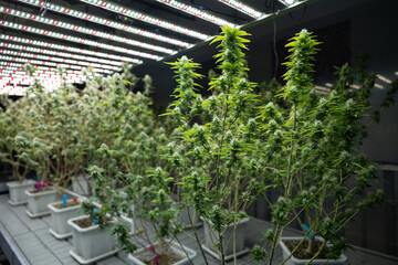 Growing cannabis banner background. Growing operation system cannabis farm for commercial marijuana business.