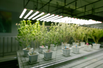 Growing cannabis banner background. Growing operation system cannabis farm for commercial marijuana business.