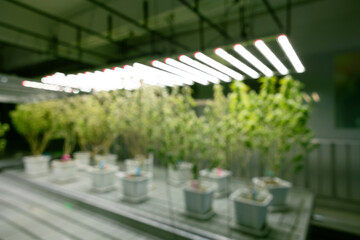 Growing cannabis banner background. Growing operation system cannabis farm for commercial marijuana business.