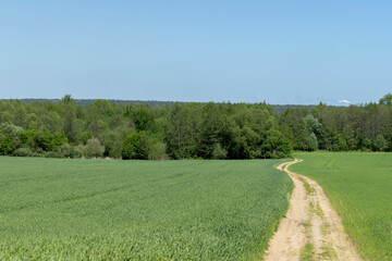 A rural dirt road in a field with plants