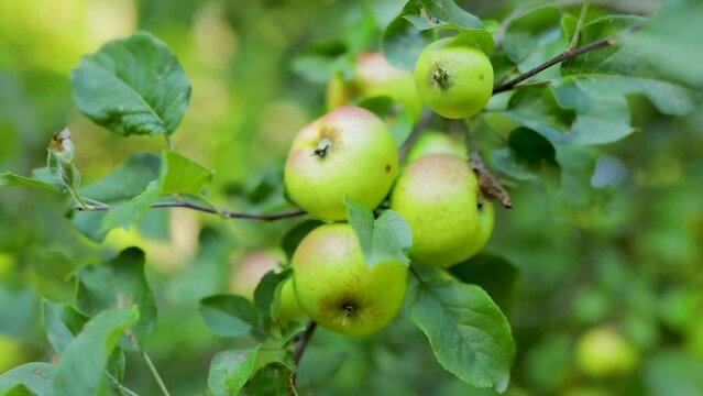 Cluster of wild apples swaying on tree branch in an organic apple orchard. 