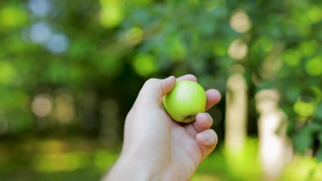 Hand picking an organic green apple from a tree in an apple orchard. 