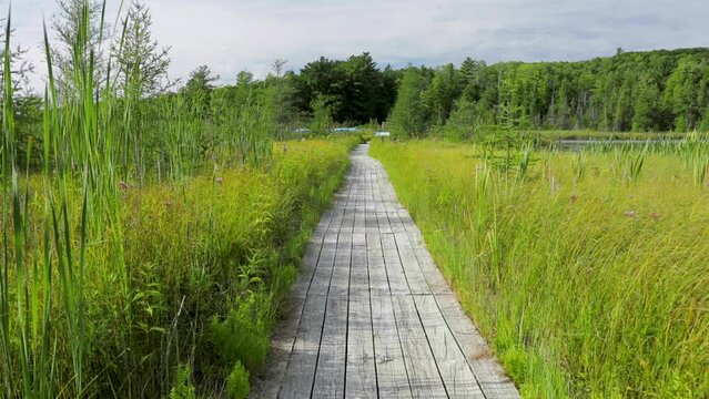Wooden boardwalk leading through Grass River Natural Area wetlands near Bellaire, Michigan. 