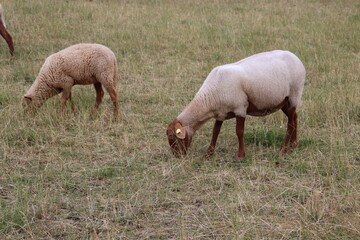 Obraz na płótnie Canvas Schafe der Rasse Coburger Fuchsschaf auf der Weide