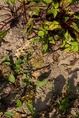 Green red beet foliage for cooking borscht