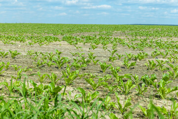Sugar beet in an agricultural field in the summer