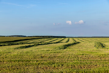 Fototapeta na wymiar green grass in a field in the summer, a field with