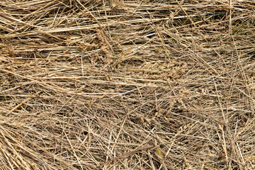 Drying of grass for obtaining and storing hay