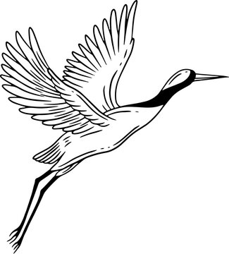 Stork Bird Flying Tropical cartoon Wild birds cranes Hand Drawn