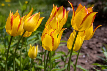 Yellow-red tulips in the garden in summer