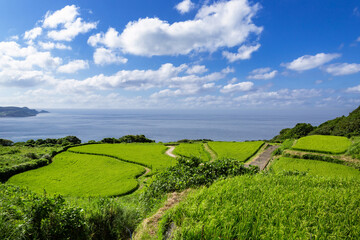 Obraz premium 日本の棚田百選東後畑の棚田 山口県長門市 