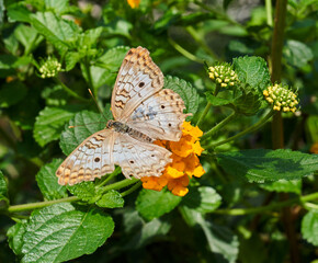 Overhead view of Orange spotted butterfly sitting on orange flower in Arizona 