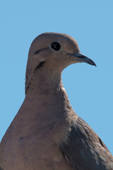 primer plano de perfil de una paloma a contraluz, con cielo azul de fondo
